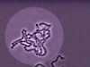 Some bacteria cause deadly diseases, but without bacteria, life as we know it could not exist.  This video introduces the two kingdoms of bacteria, Archaebacteria and Eubacteria, and explains how various bacteria in each kingdom live and reproduce.  The viewer is offered graphic representations of bacterial structure, and is also given many microscopic glimpses into the bacterial world.  Conjugation and binary fission are addressed, as is Alexander Fleming's discovery of penicillin.  Learn what Gram staining tells you about bacteria, and discover the positive and negative aspects of bacteria in human society.