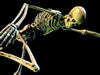 Learn how our skeletons support our bodies, protect our organs, aid in movement, produce blood cells, and store important minerals.